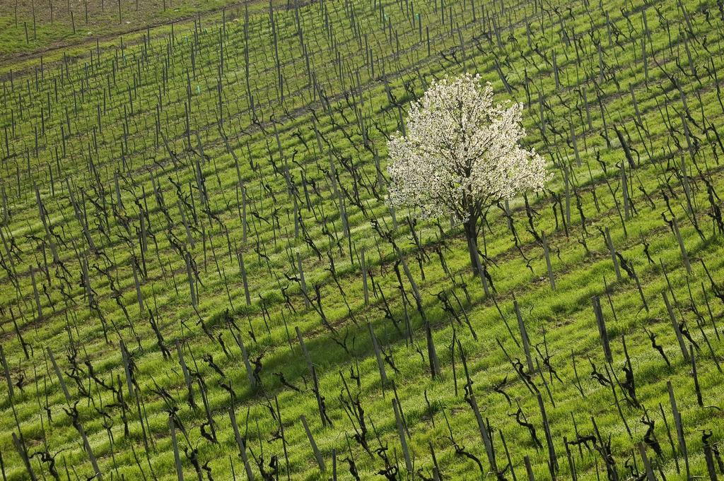 Agriturismo Buondonno 卡斯特利纳－因基安蒂 外观 照片